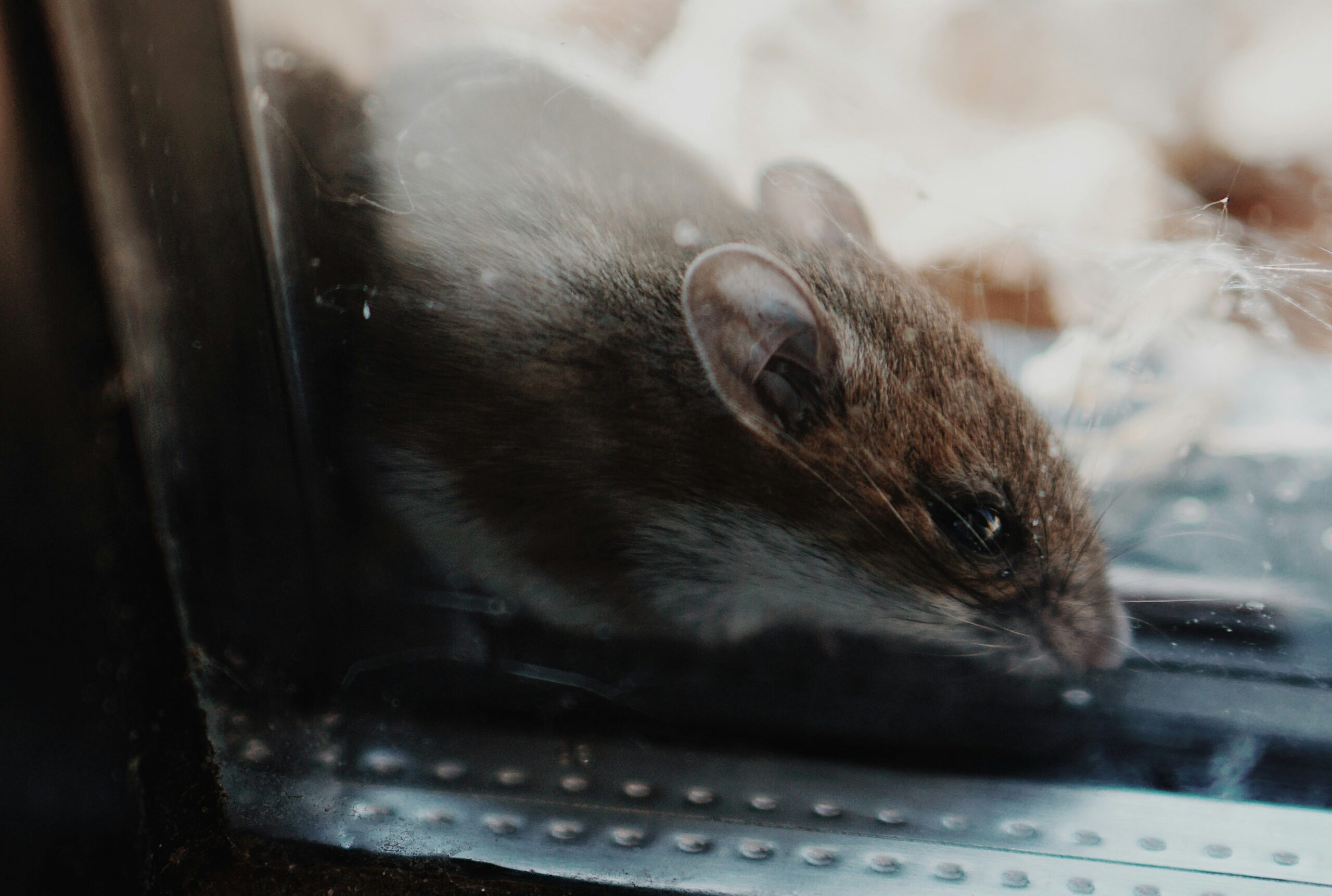 Roof Noises in Ventura County: The Complete Guide to Identifying and Avoiding Costly Damage